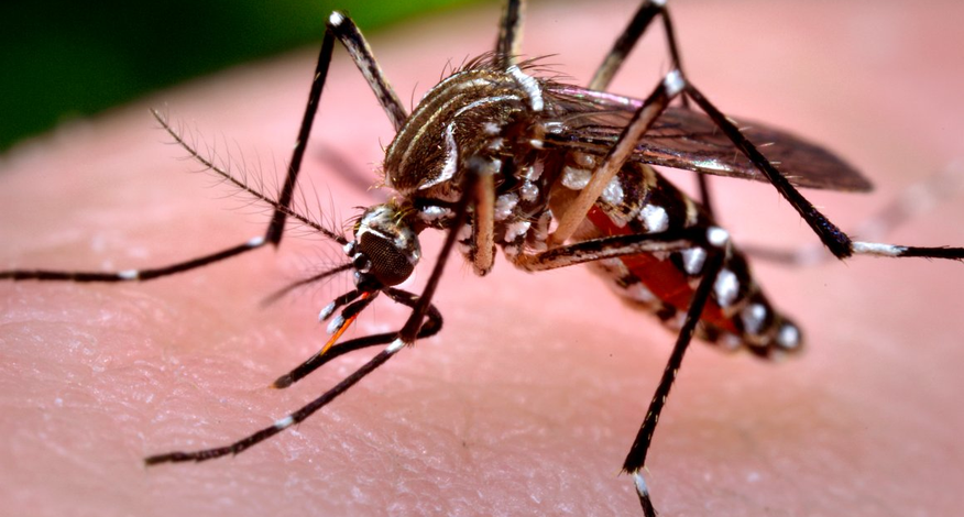 Aedes pode transmitir zika, dengue e chikungunya na mesma picada