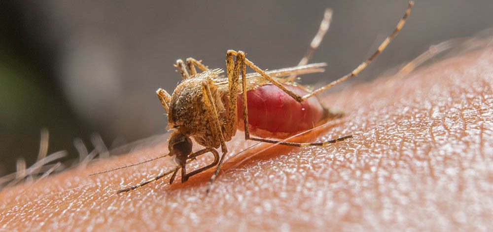 Casos de malária caem 38% – mas os números ainda assustam