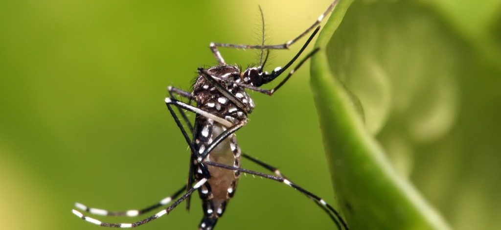 Casos de dengue crescem 599% e ministério antecipa campanha