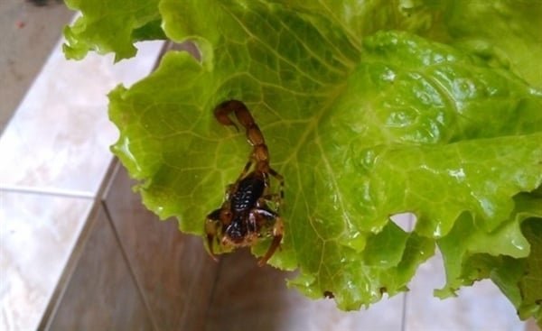 Jovem encontra escorpião vivo em alface comprada em hipermercado de Novo Hamburgo