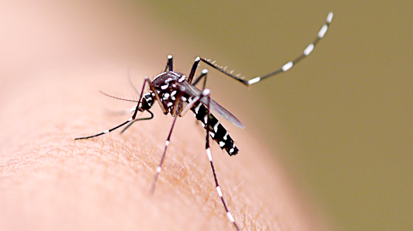 Maranhão tem redução do total de casos de dengue e chikungunya