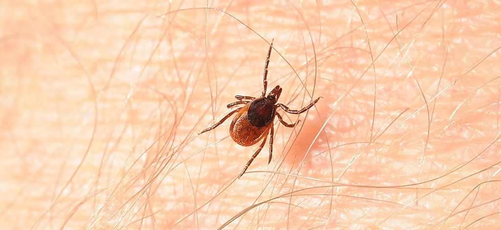 Família inteira pega doença de Lyme após infestação de carrapatos